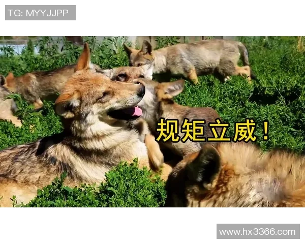 狼群日记-华子43分难阻加时溃败 国王全军用命助威少完结为难纪录